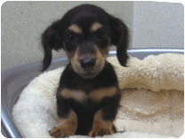 カニンヘンダックスフンド by NIPPON PET（大垣）