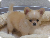 チワワ（ロングコート）by NIPPON PET（大垣）