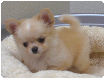 チワワ（ロングコート）by NIPPON PET（大垣）