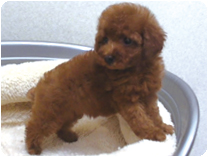 トイプードル by NIPPON PET（大垣）