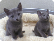 ロシアンブルー