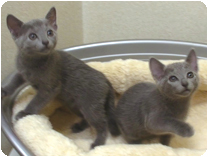 ロシアンブルー by NIPPON PET（大垣）