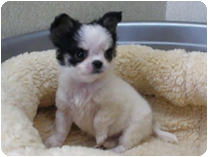 チワワ（ロングコート）by NIPPON PET（大垣）