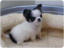 チワワ（ロングコート）by NIPPON PET（大垣）