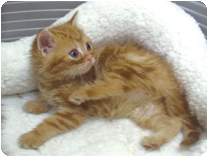 アメリカンショートヘアー by NIPPON PET（大垣）