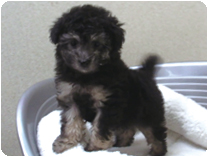 トイプードル by イズミペット（岐阜）