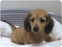 カニンヘンダックス