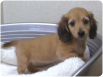 カニンヘンダックスフンド by イズミペット(岐阜)