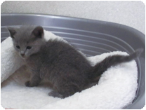 ロシアンブルー