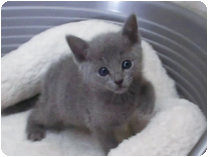 ロシアンブルー by NIPPON PET(大垣)