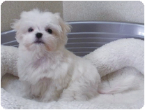 マルチーズ by NIPPON PET(大垣)