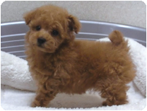 トイプードル by NIPPON PET(大垣)