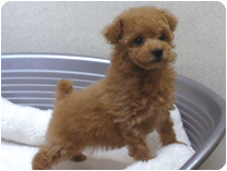 トイプードル by NIPPON PET(大垣)