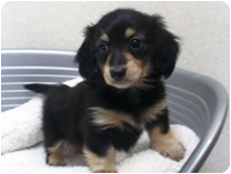 カニンヘンダックス