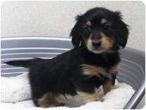 カニンヘンダックスフンド by NIPPON PET(大垣)