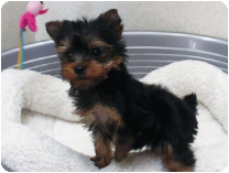 ヨークシャー・テリア by イズミペット（岐阜）