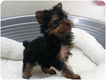 ヨークシャー・テリア by イズミペット（岐阜）