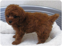 トイプードル by イズミペット（岐阜）