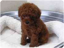 トイプードル by イズミペット（岐阜）