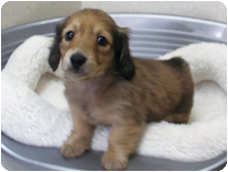 カニンヘンダックスフンド by NIPPON PET(大垣)