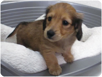 カニンヘンダックスフンド by NIPPON PET(大垣)