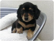 カニンヘンダックスフンド by NIPPON PET(大垣)