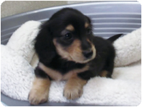 カニンヘンダックスフンド by NIPPON PET(大垣)