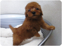 トイプードル by NIPPON PET(大垣)