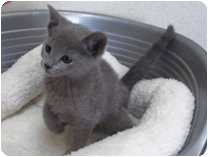 ロシアンブルー