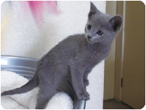 ロシアンブルー by NIPPON PET（大垣）