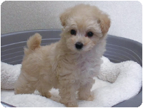 トイプードル by NIPPON PET（大垣）