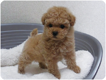 トイプードル by イズミペット(岐阜)