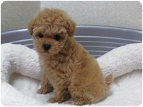 トイプードル by イズミペット(岐阜)