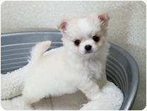 チワワ（ロングコート）