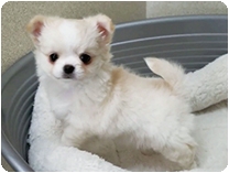 チワワ(ロングコート)by NIPPON PET(大垣)