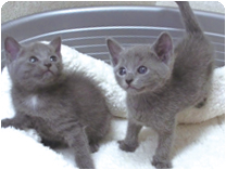 ロシアンブルー