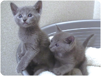 ロシアンブルー by イズミペット（岐阜）