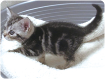 アメリカンショートヘアー