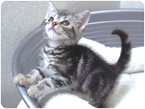 アメリカンショートヘアー by イズミペット(岐阜)