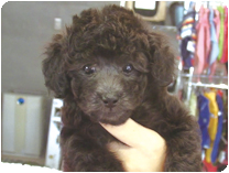 トイプードル by イズミペット（岐阜）