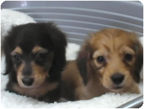 カニンヘンダックス