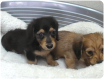 カニンヘンダックスフンド by NIPPON PET（大垣）