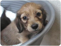 カニンヘンダックス