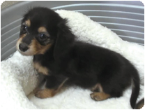 カニンヘンダックスフンド by NIPPON PET(大垣)