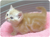 アメリカンショートヘアー