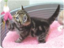 アメリカンショートヘアー