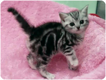 アメリカンショートヘアー