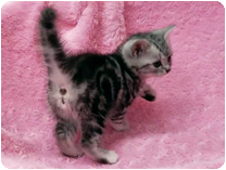 アメリカンショートヘアー by NIPPON PET(大垣)