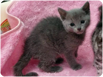 ロシアンブルー by イズミペット(岐阜)