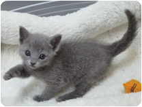 ロシアンブルー